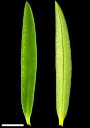 Veronica townsonii. Leaf surfaces, adaxial (left) and abaxial (right). Scale = 10 mm.
 Image: P.J. Garnock-Jones © P.J. Garnock-Jones CC-BY-NC 3.0 NZ
